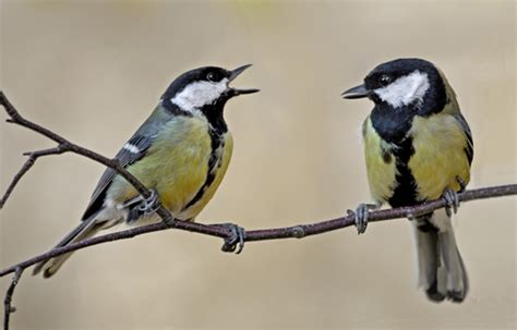 nice pair tits